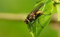 Flower Fly (Female, Hydrophoria linogrisea)